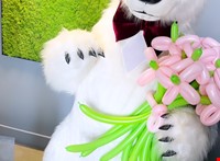 SIA BALLĒTIES PRIEKS - darbu fotoattēli: BALTAIS LĀCIS